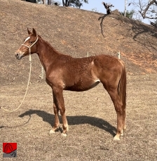 QUIANA GMS — 1