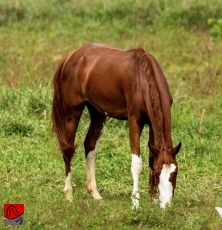 QUINY GMS — 1